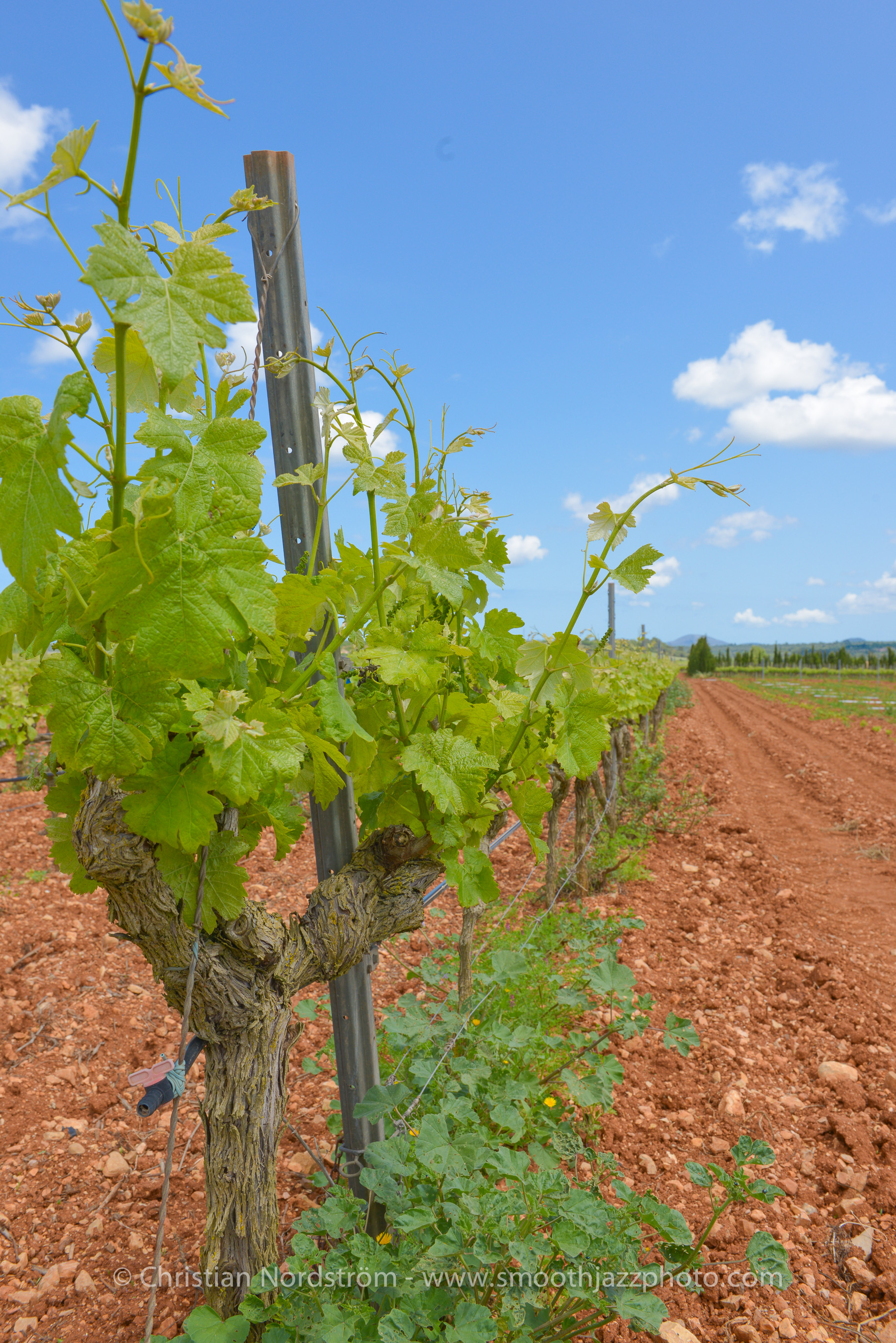SmoothJazzMallorca2013 Bodega 29