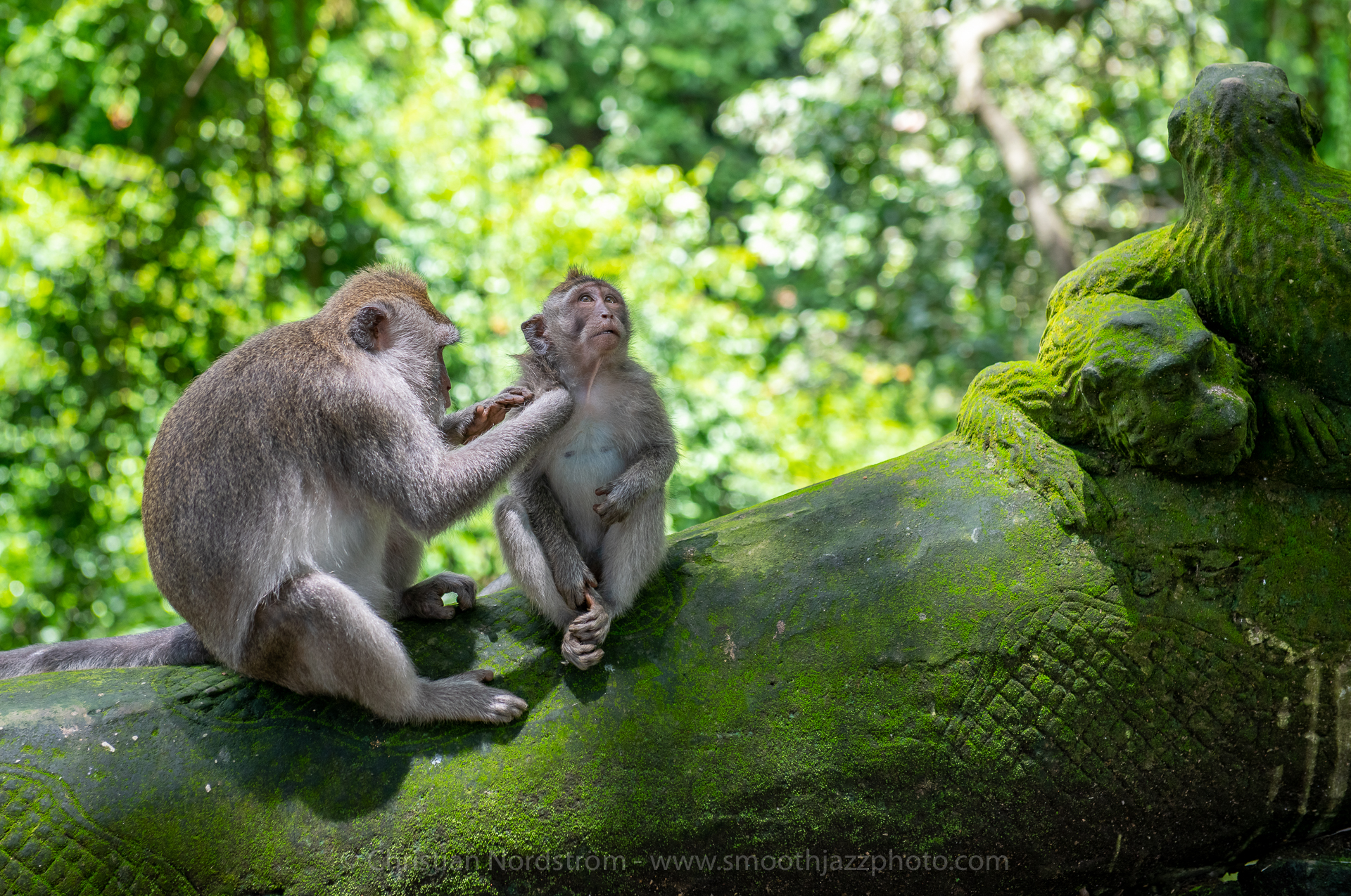 UbudMonkeyForest 004