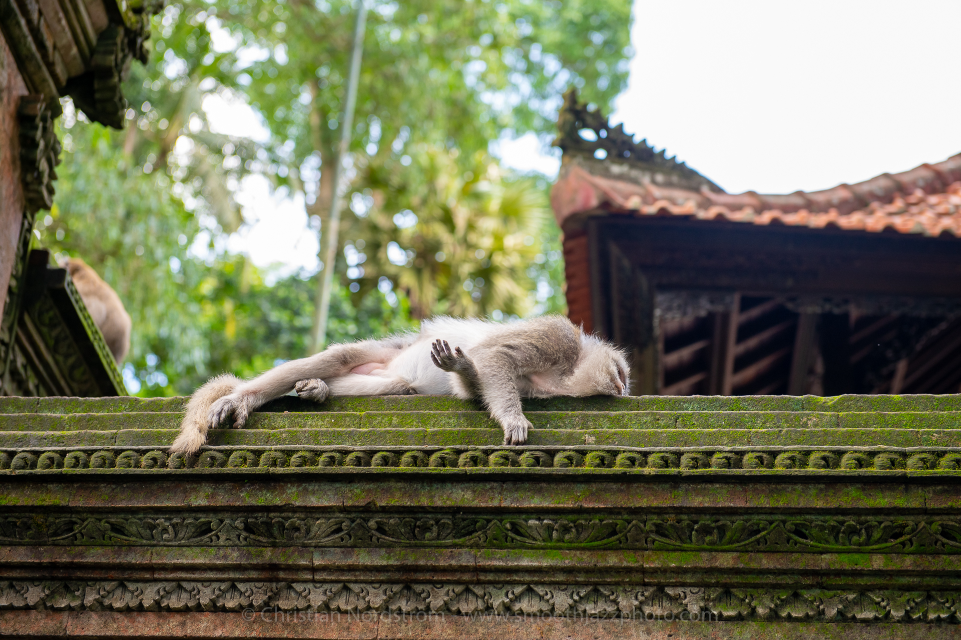 UbudMonkeyForest 011