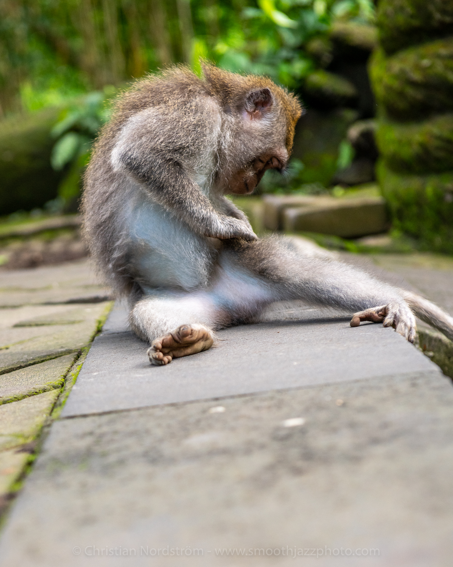 UbudMonkeyForest 012