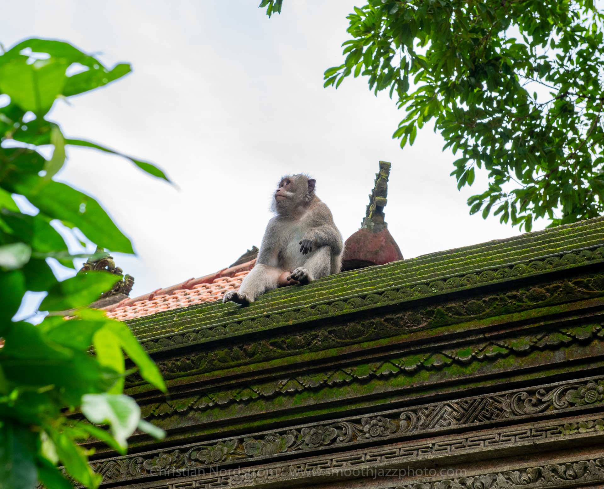 UbudMonkeyForest 013