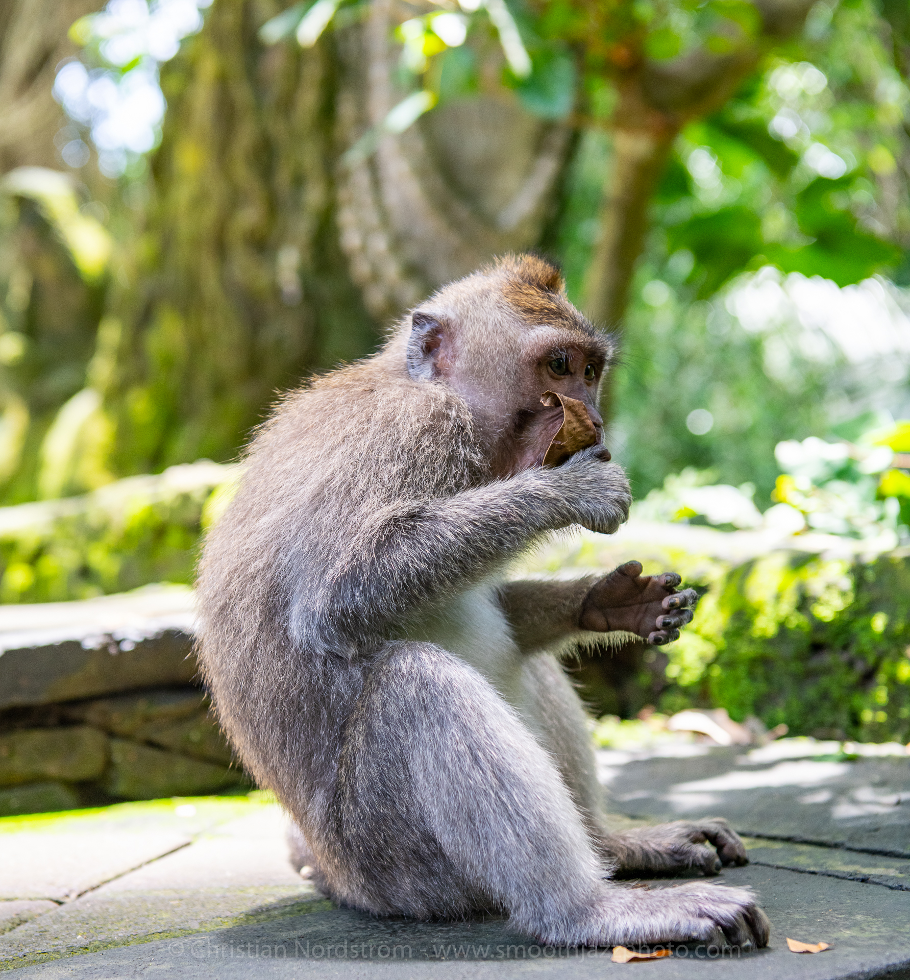 UbudMonkeyForest 014
