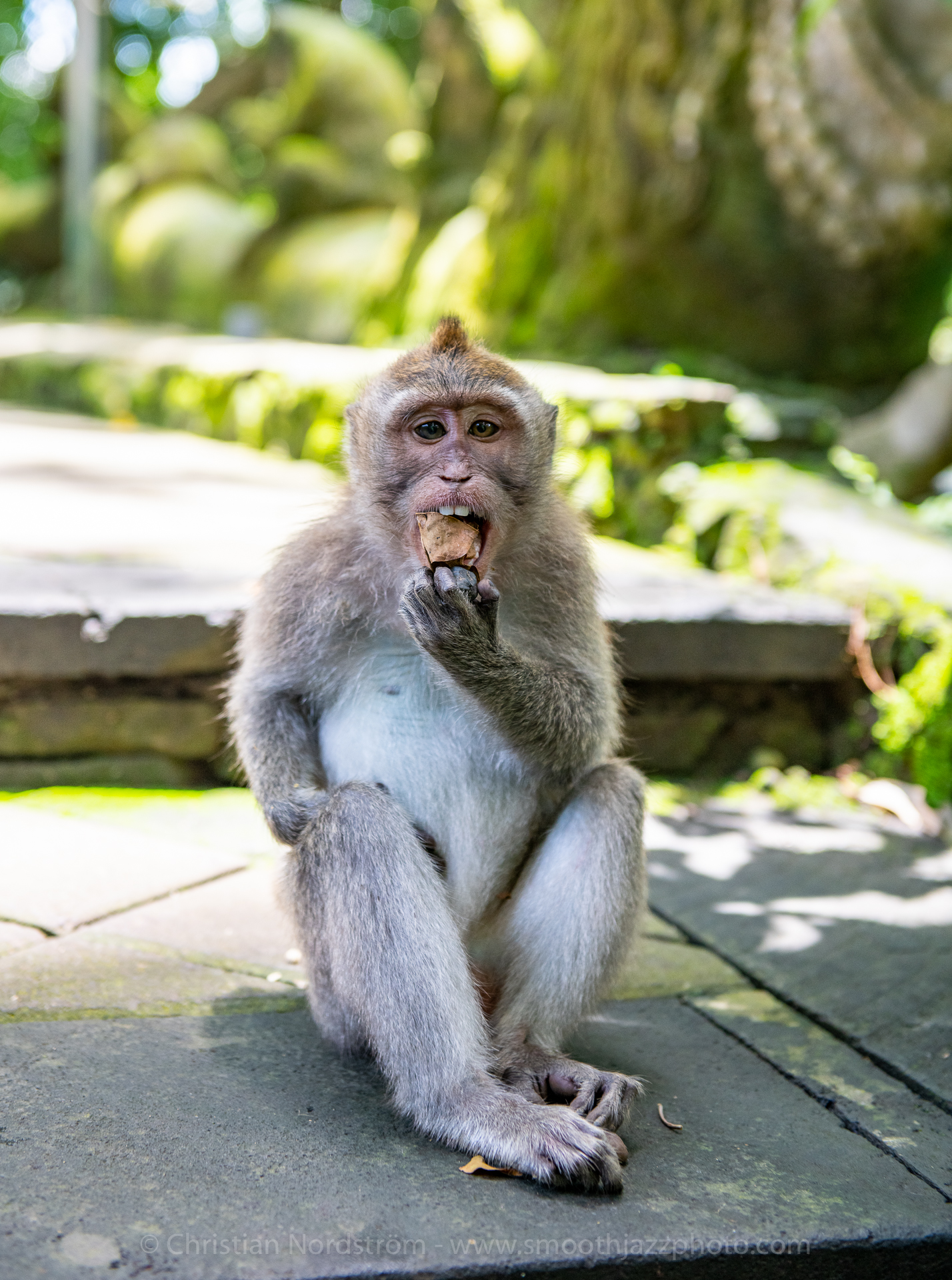 UbudMonkeyForest 016