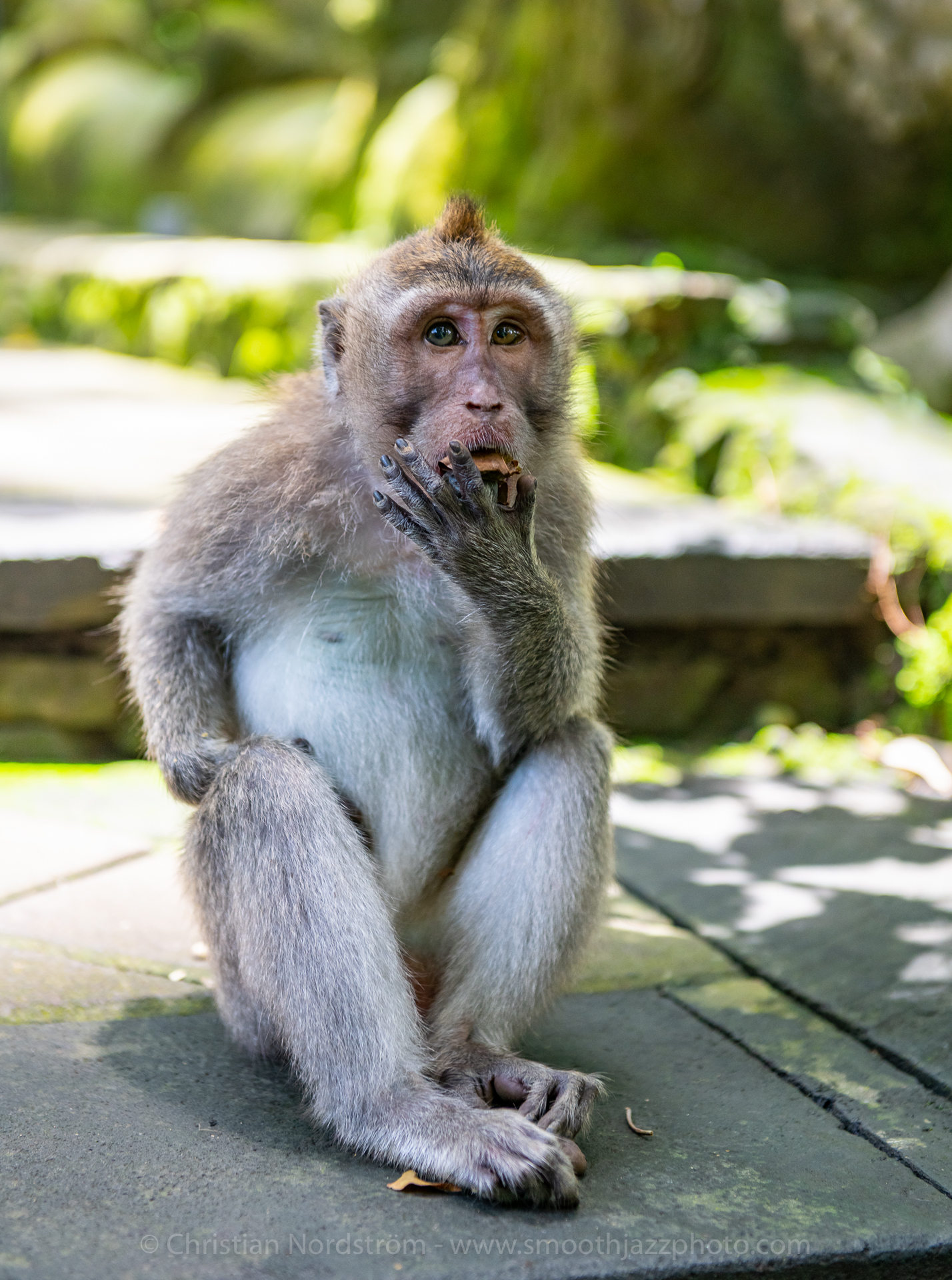 UbudMonkeyForest 017