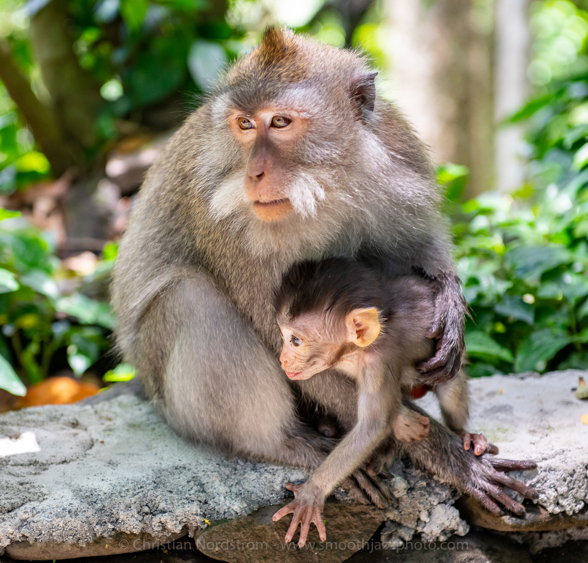 UbudMonkeyForest 020