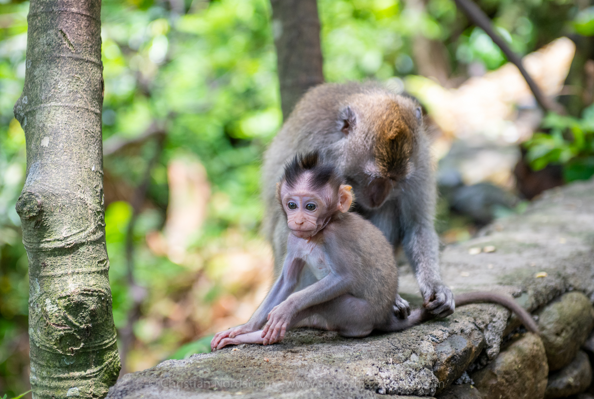 UbudMonkeyForest 021