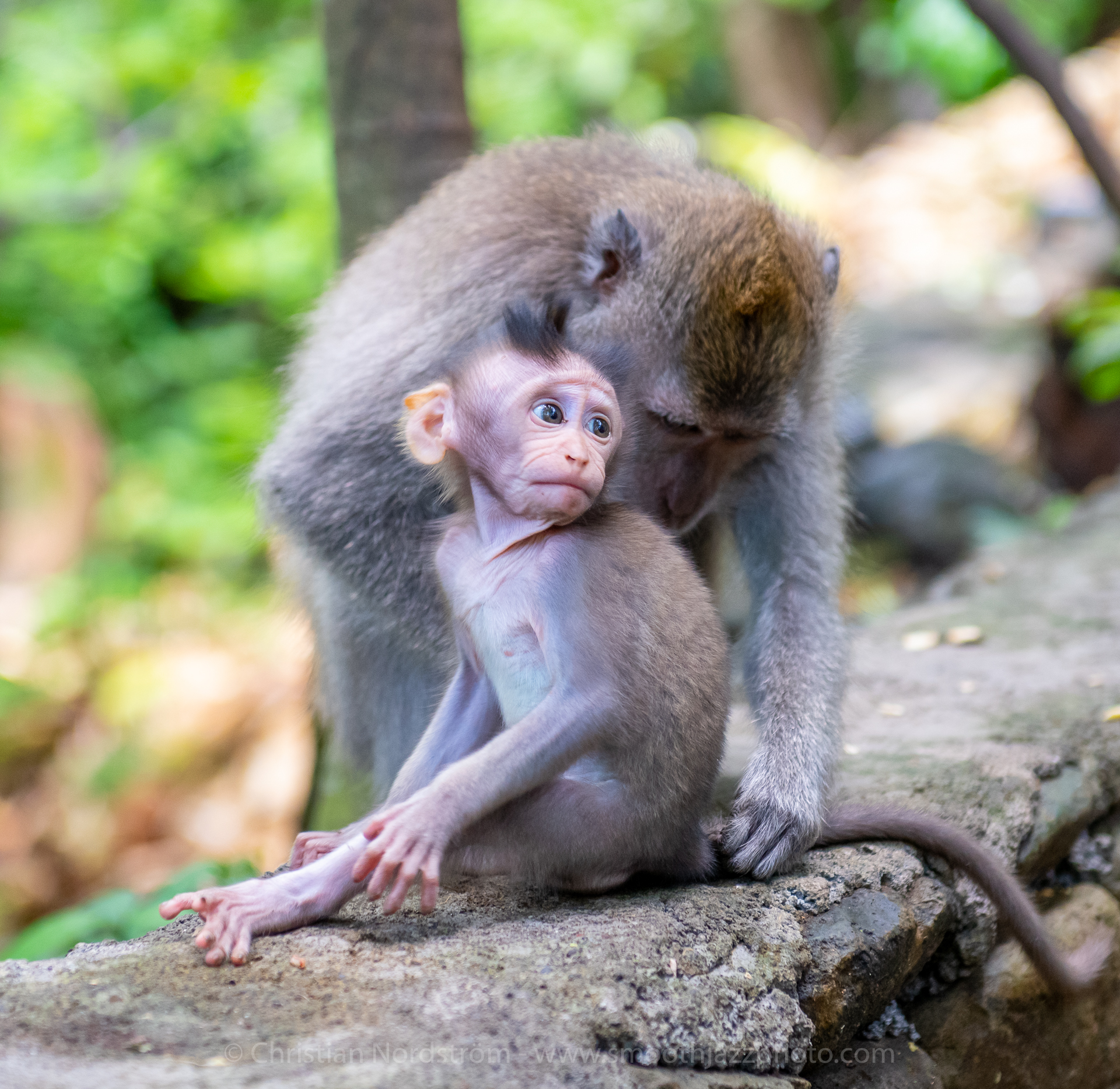 UbudMonkeyForest 022