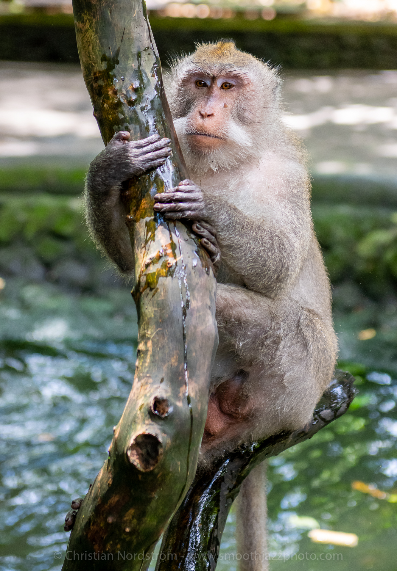 UbudMonkeyForest 023