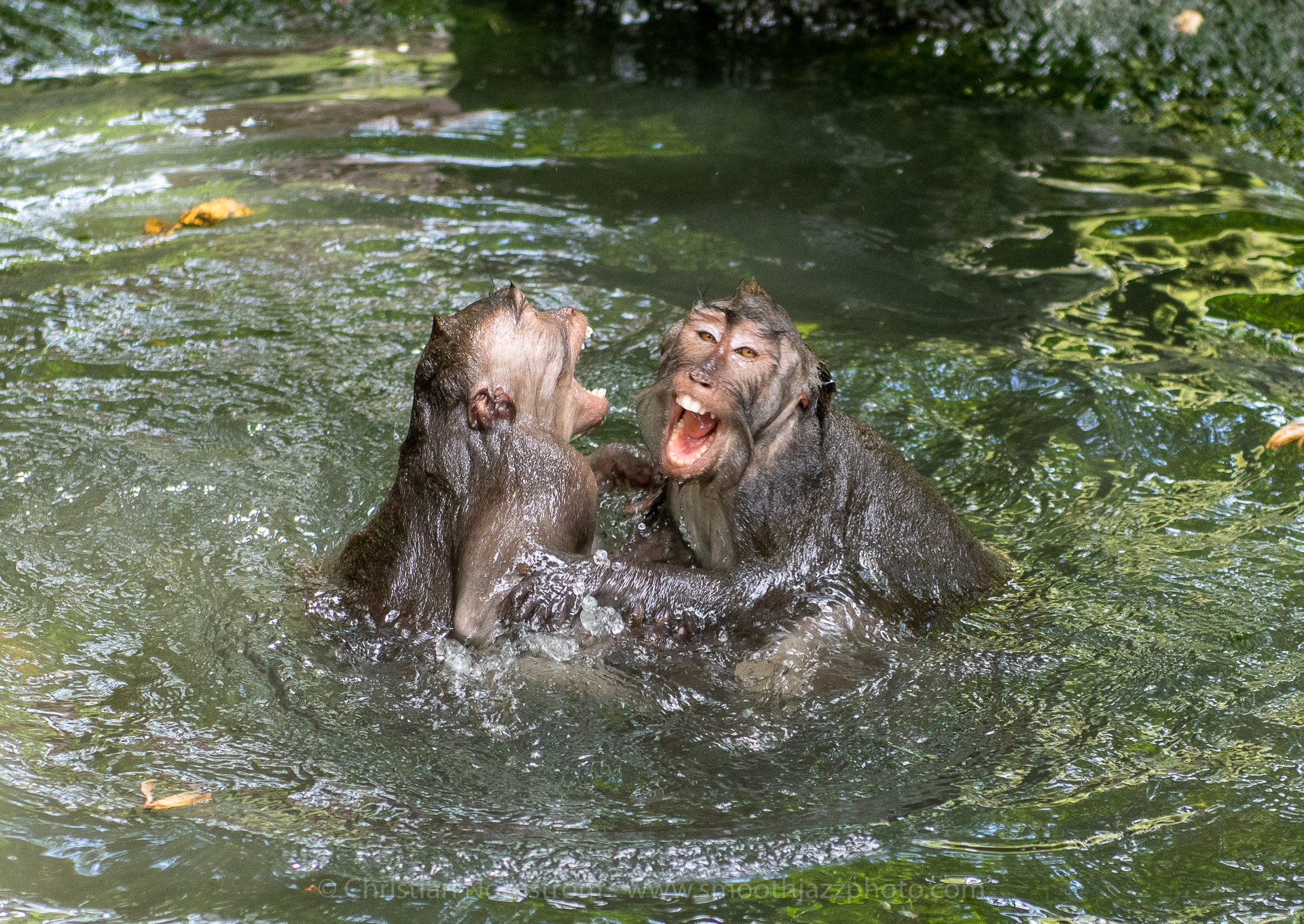 UbudMonkeyForest 025