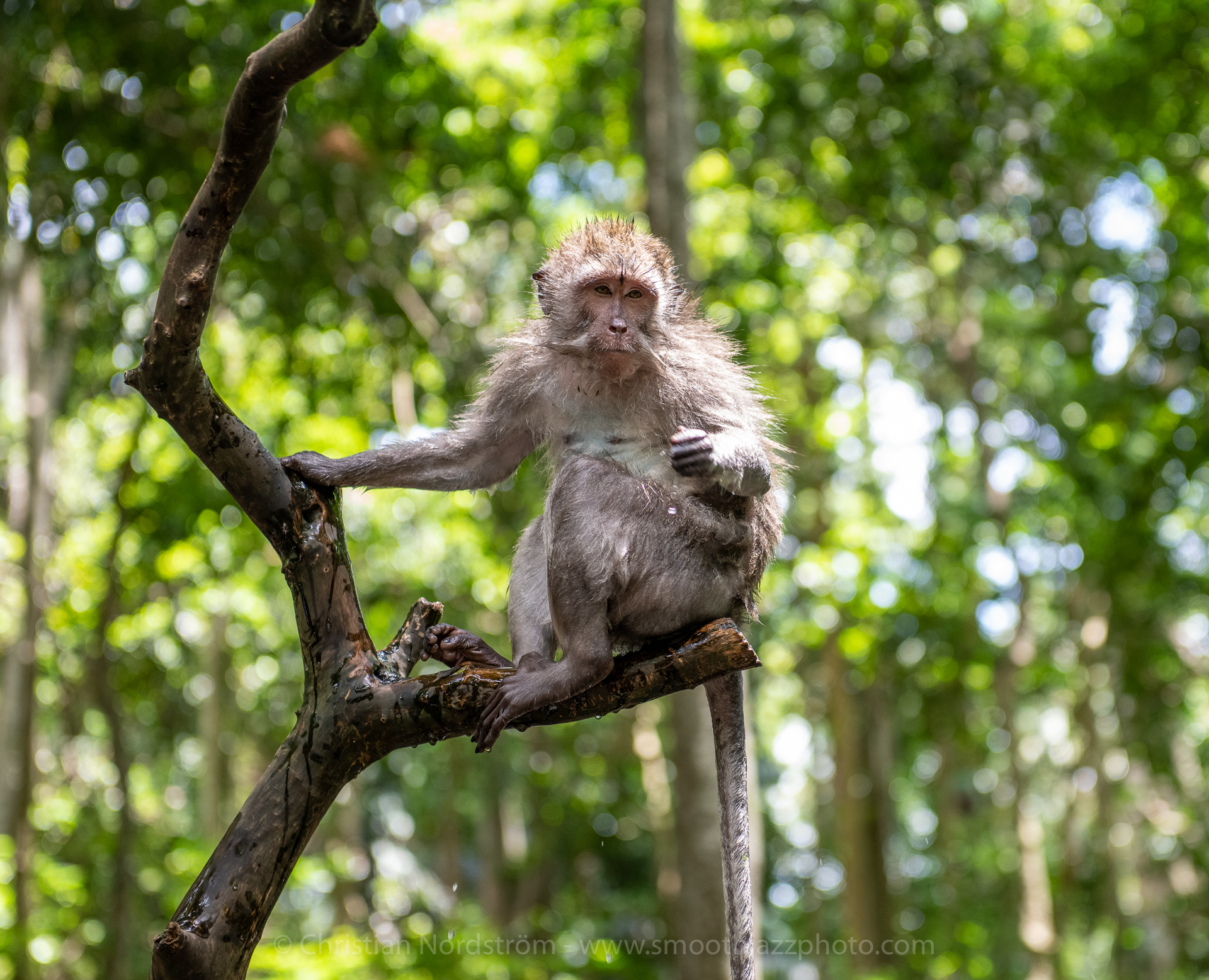 UbudMonkeyForest 026