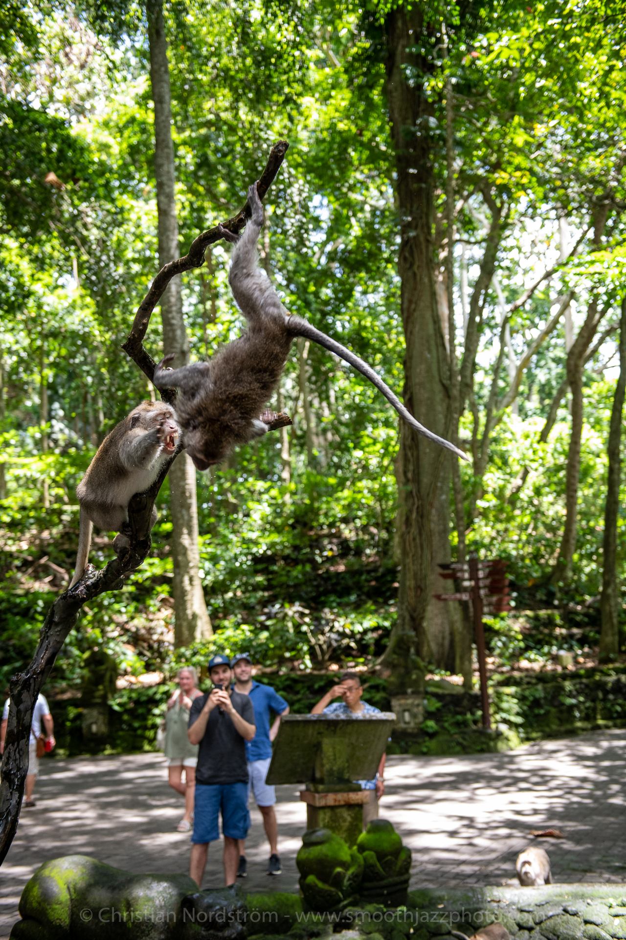 UbudMonkeyForest 028