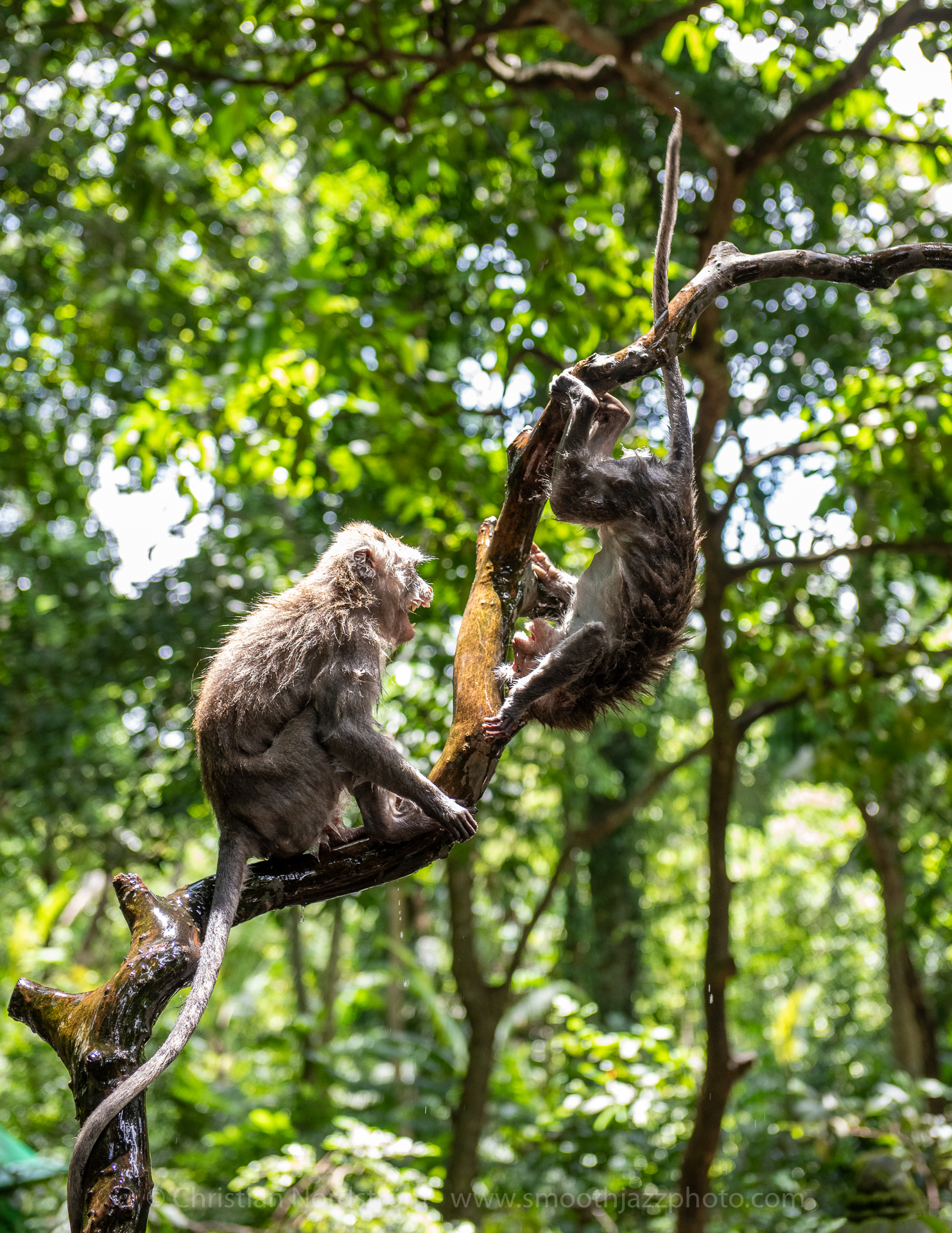 UbudMonkeyForest 029