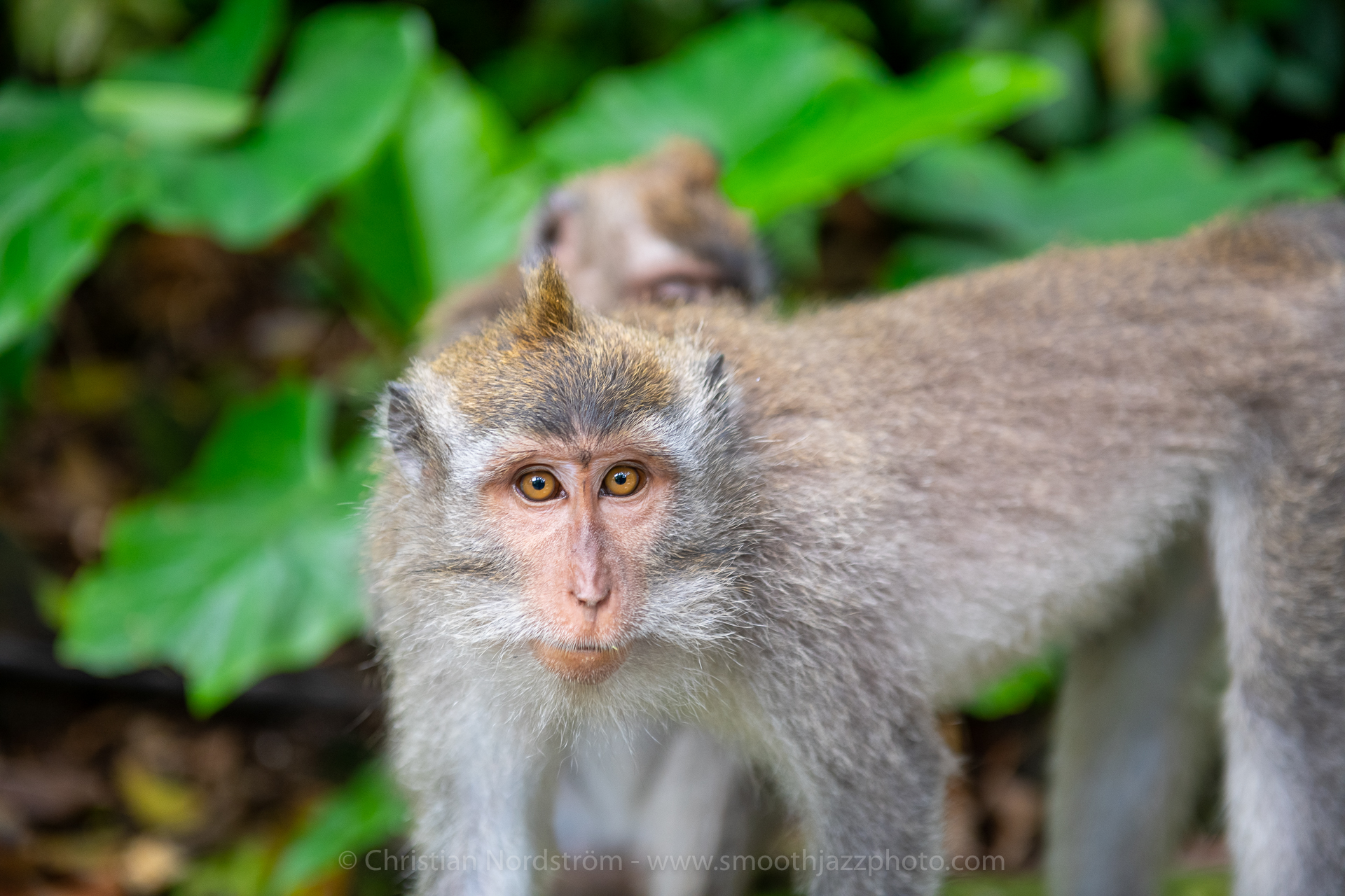 UbudMonkeyForest 030